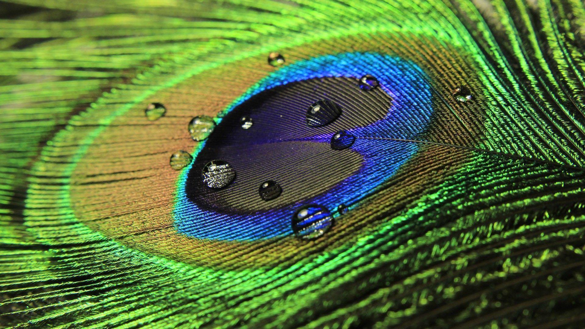Peacock Feather Desktop Wallpaper. Peacock Feather Image. Cool