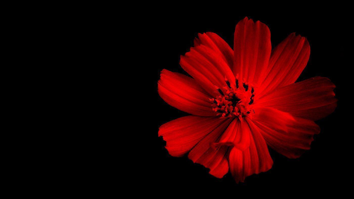 beautiful artistic flower with black background. Paul Chong