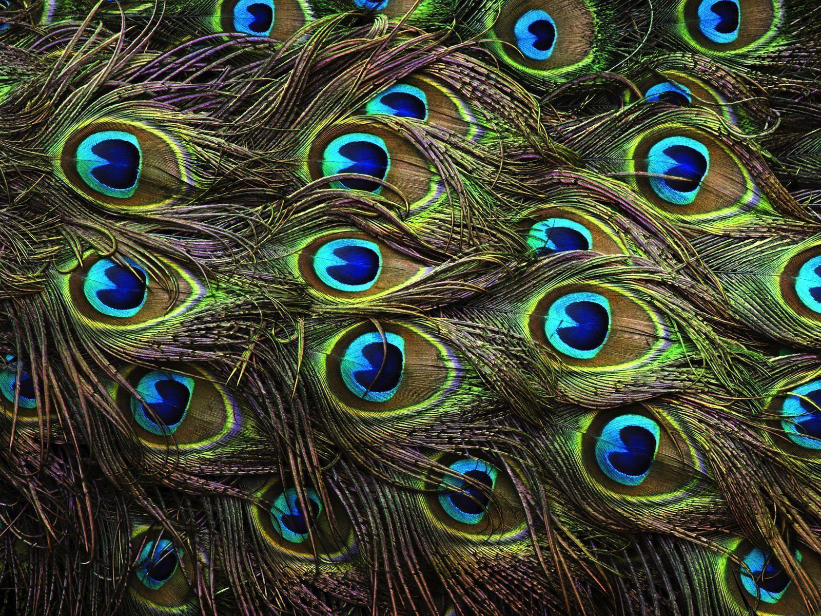 Peacock Feathers Background HD Wallpaper. Genovic