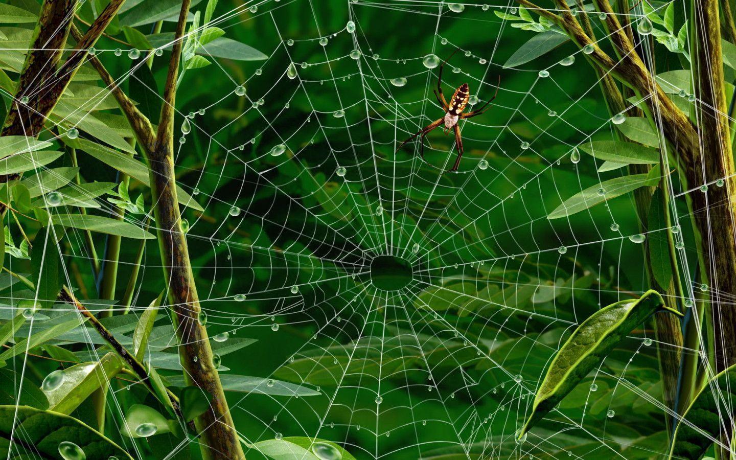 Free Wallpaper: Web Spider Wallpaper