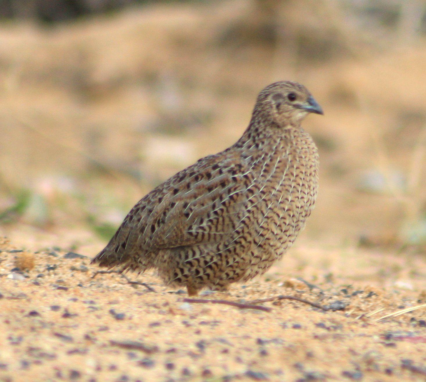 Awesome Brown Quail Walking On The Brown Sands Wallpaper