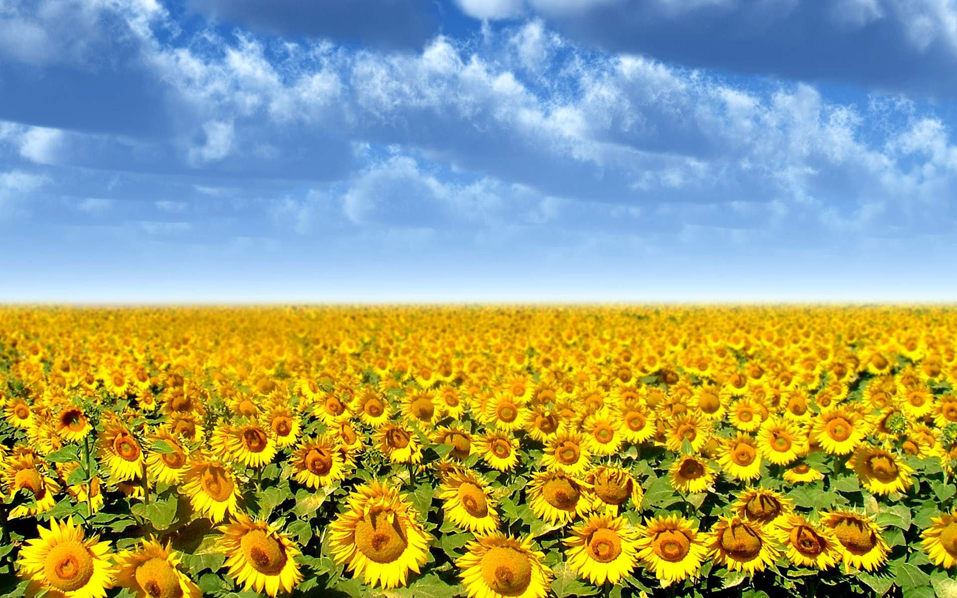 image For > Field Of Sunflowers Wallpaper