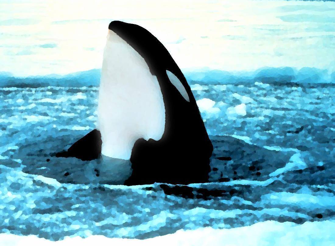 orca popping out of ice painting wallpaper