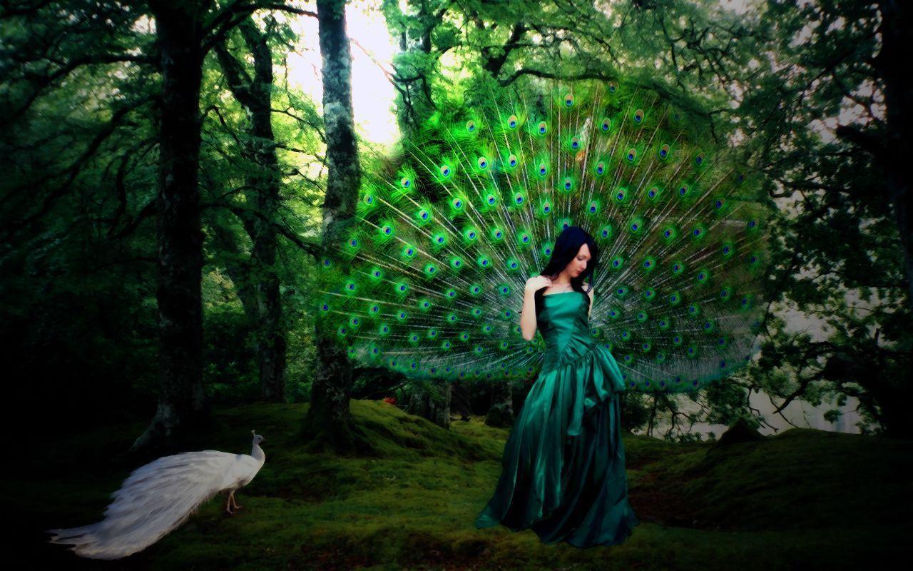 Peacock Picture Hd Wallpaper