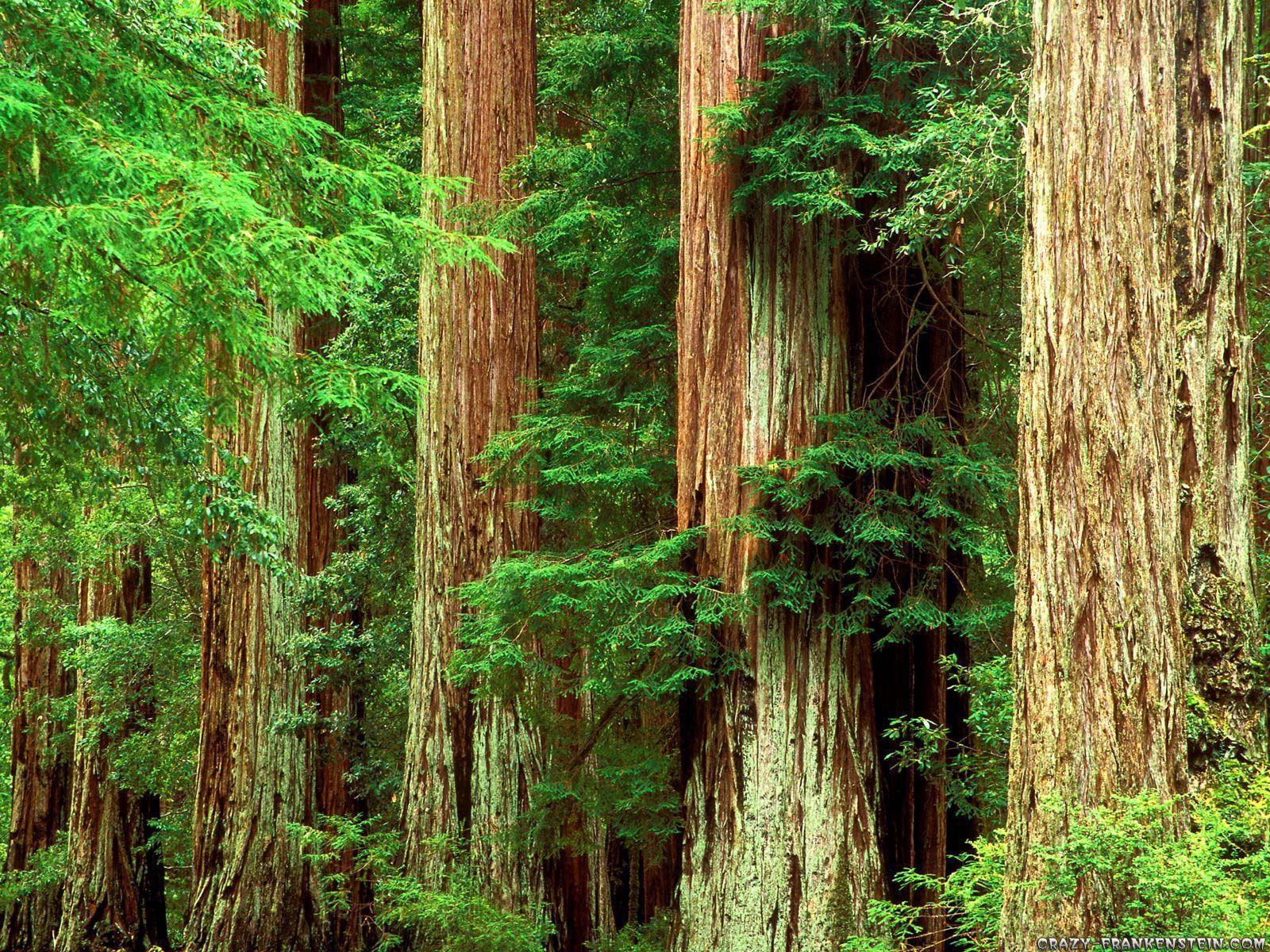 Redwood Forest Wallpapers - Wallpaper Cave