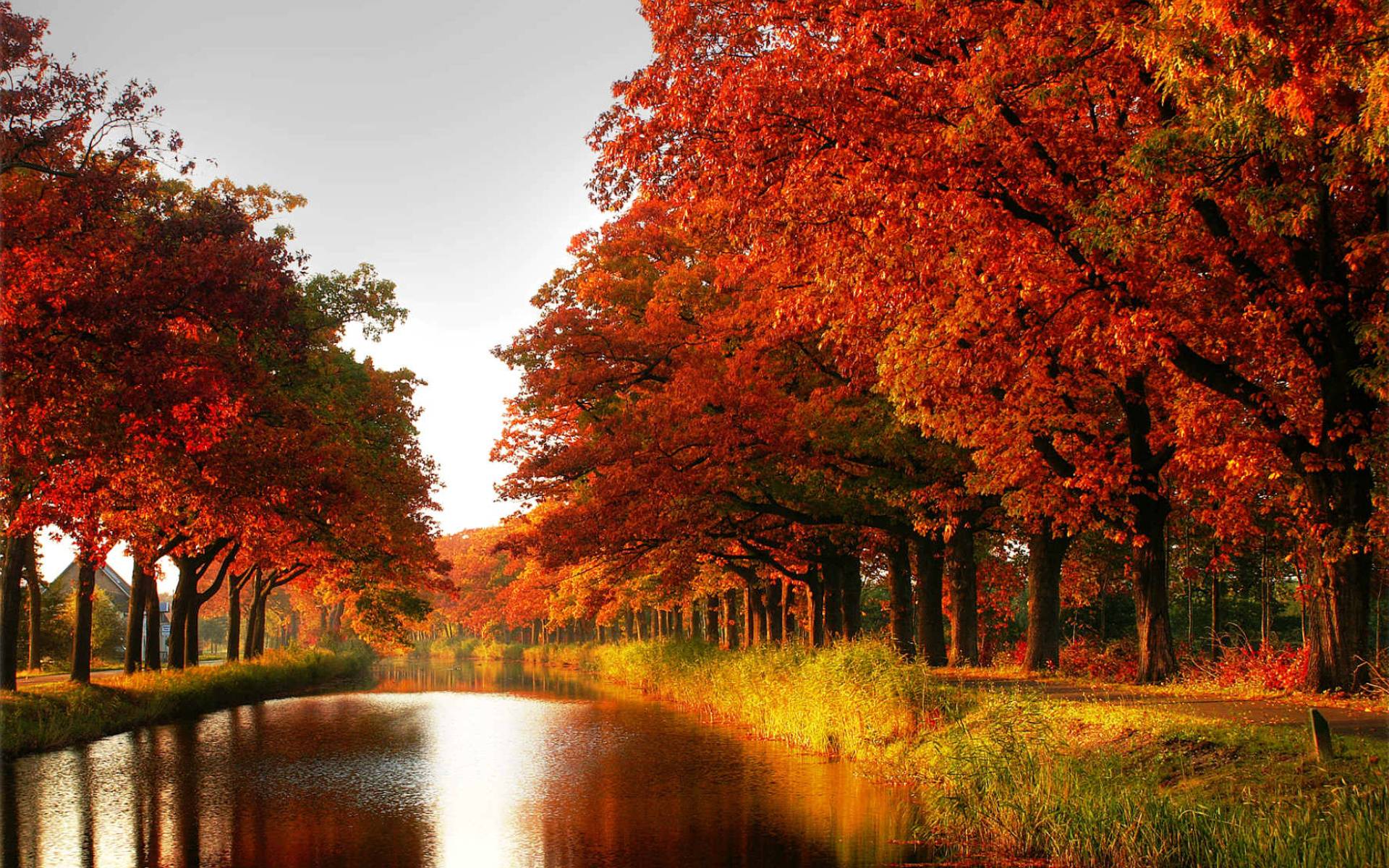 Autumn tree wallpaper