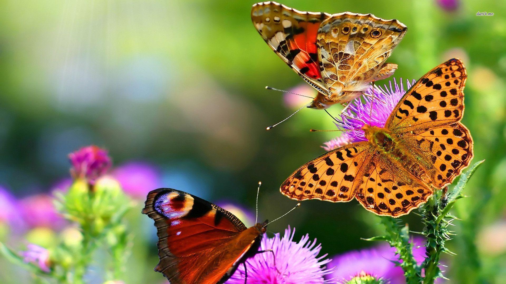 Collorful Butterflies HD wallpaper. HD Wallpaper. Nature Wallpaper