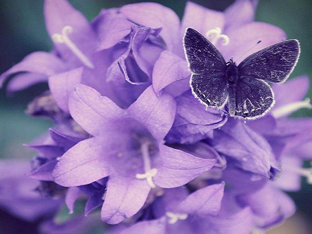 Beautiful Purple Flowers HD Wallpaper Wallpaper Inn