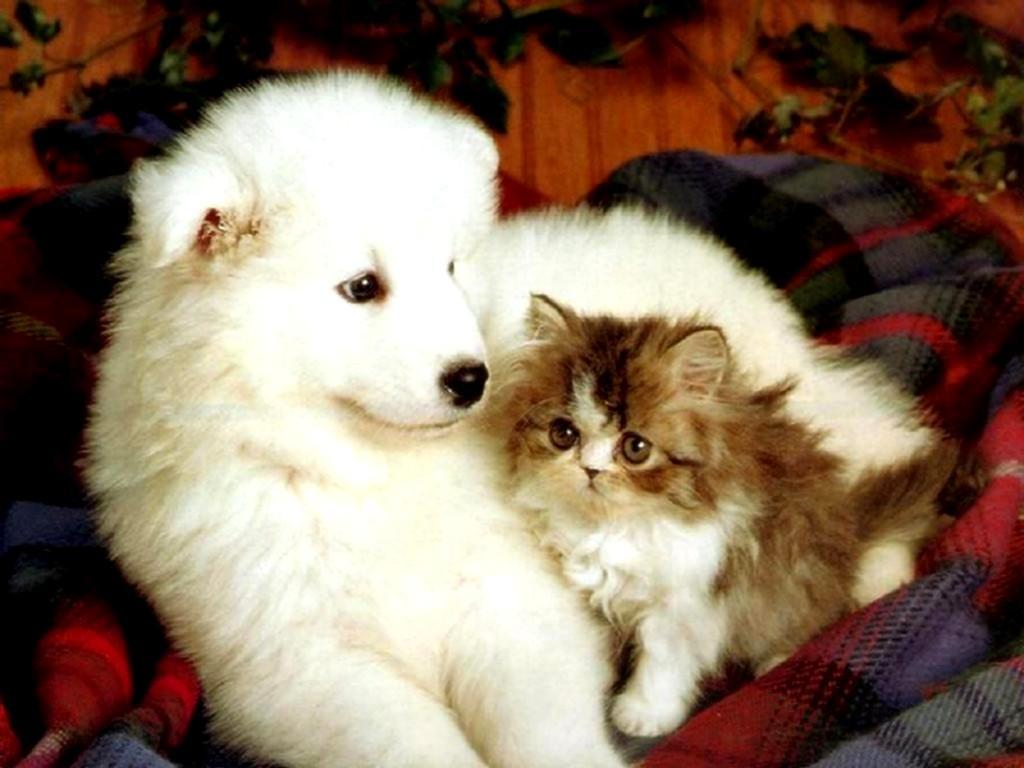 Wallpaper For > Wallpaper Of Kittens And Puppies
