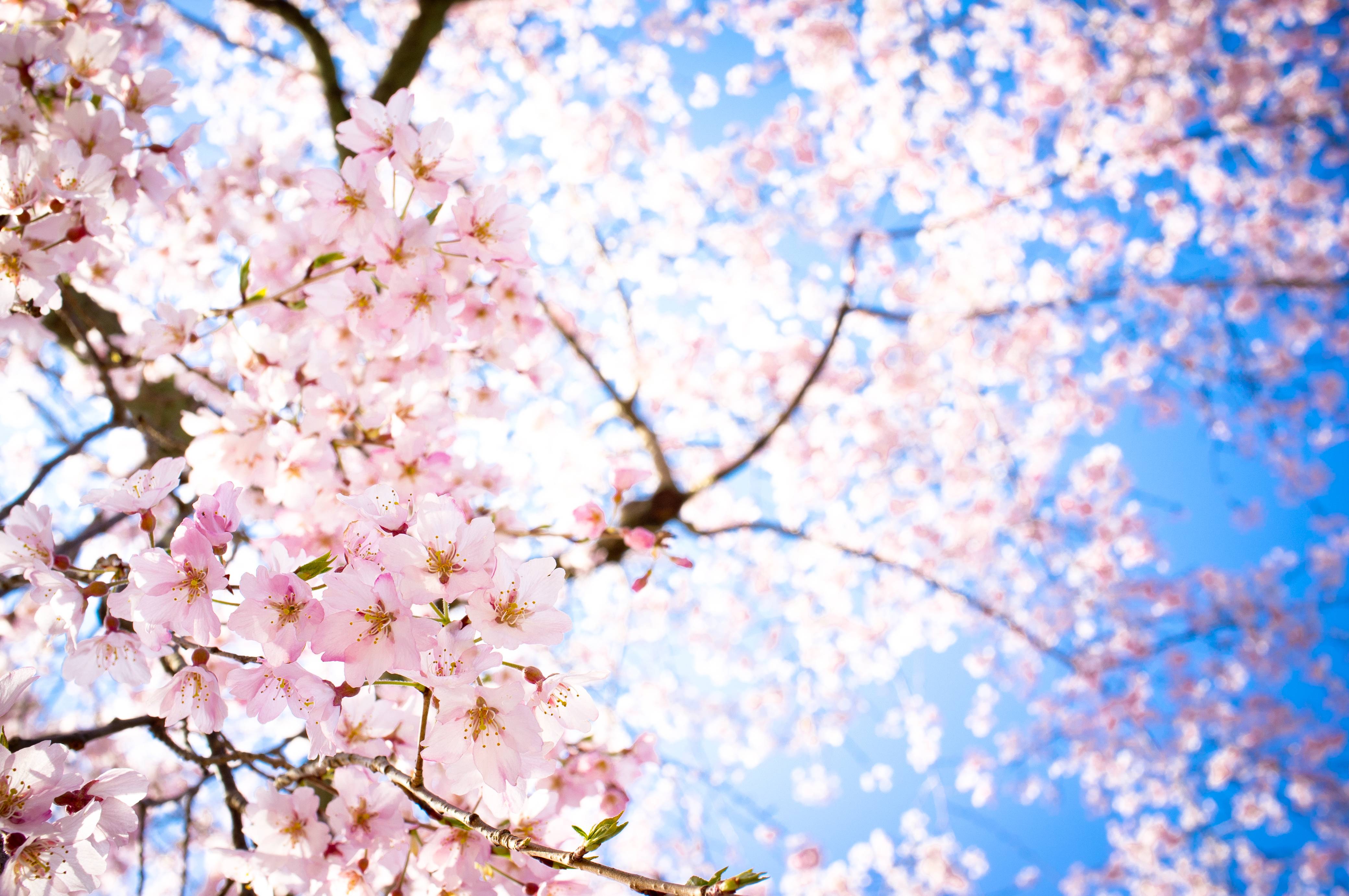 Sakura Flowers Wallpaper HD. Freetopwallpaper