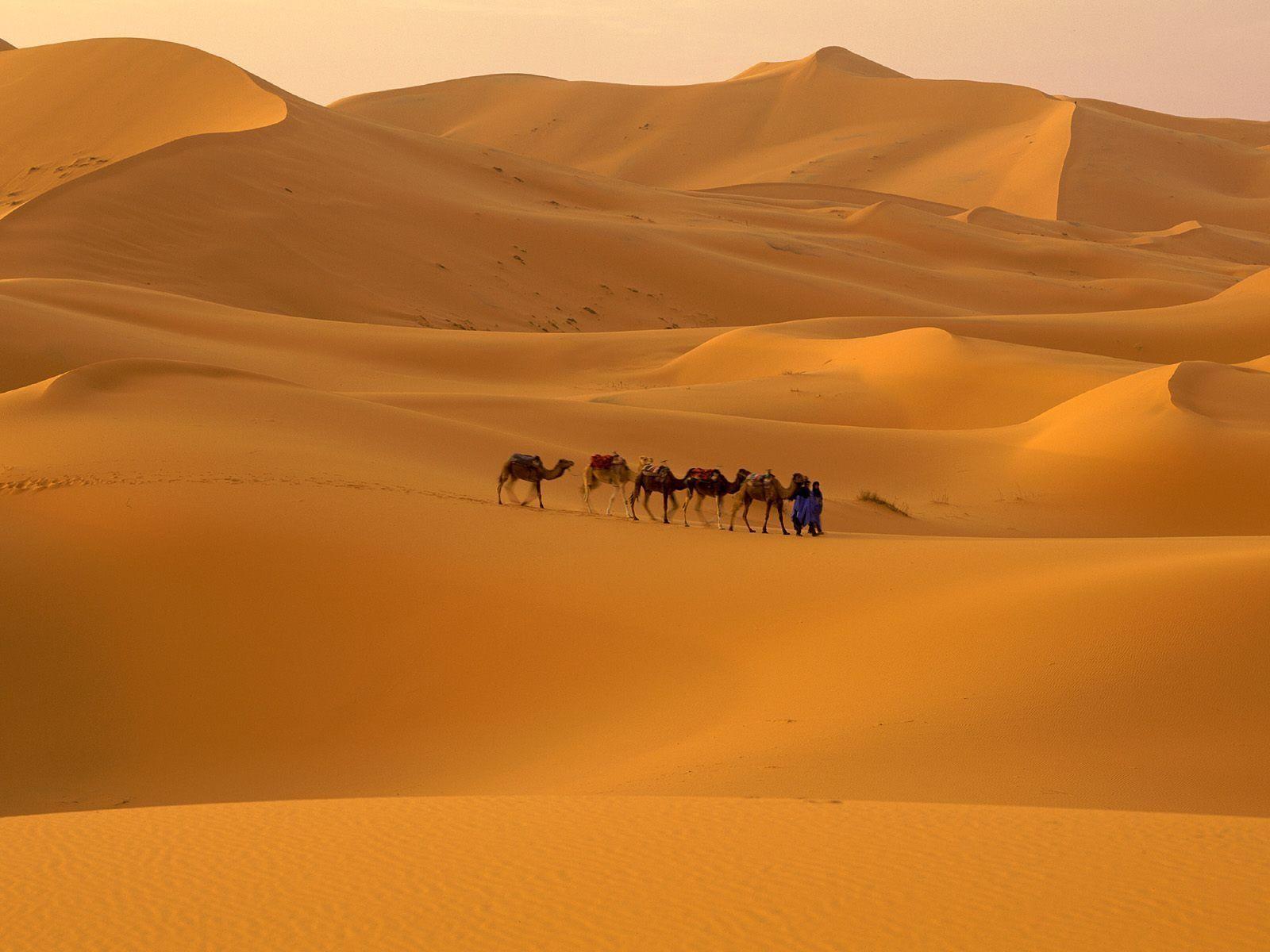 Camels, Sahara Desert, Morocco Wallpaper