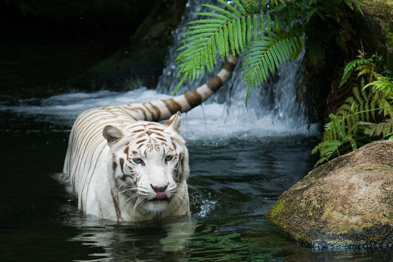 White Tiger Nature Forest Wallpaper and Picture. Imageize: 646
