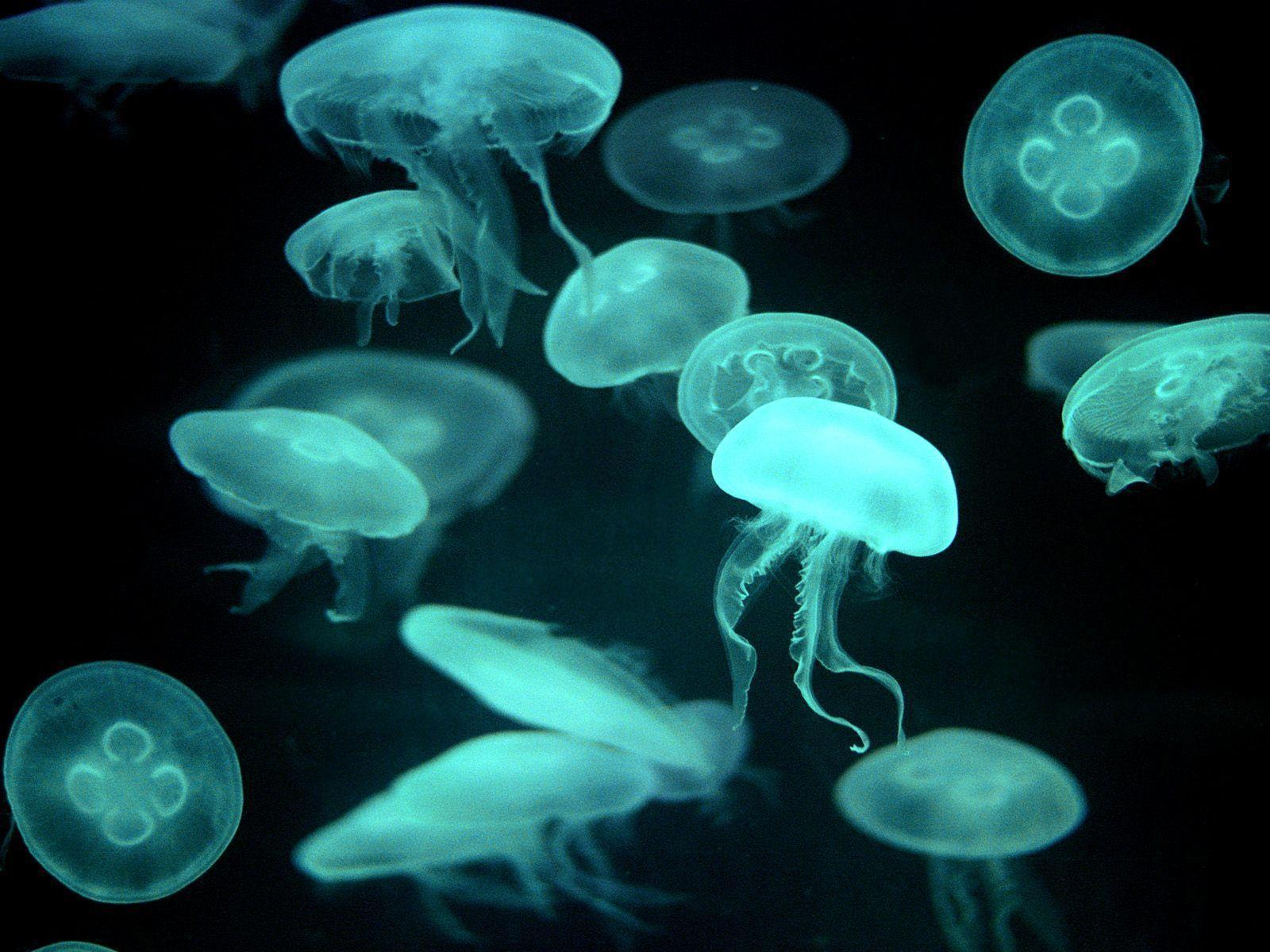 Pix For > Deep Sea Jellyfish Wallpaper