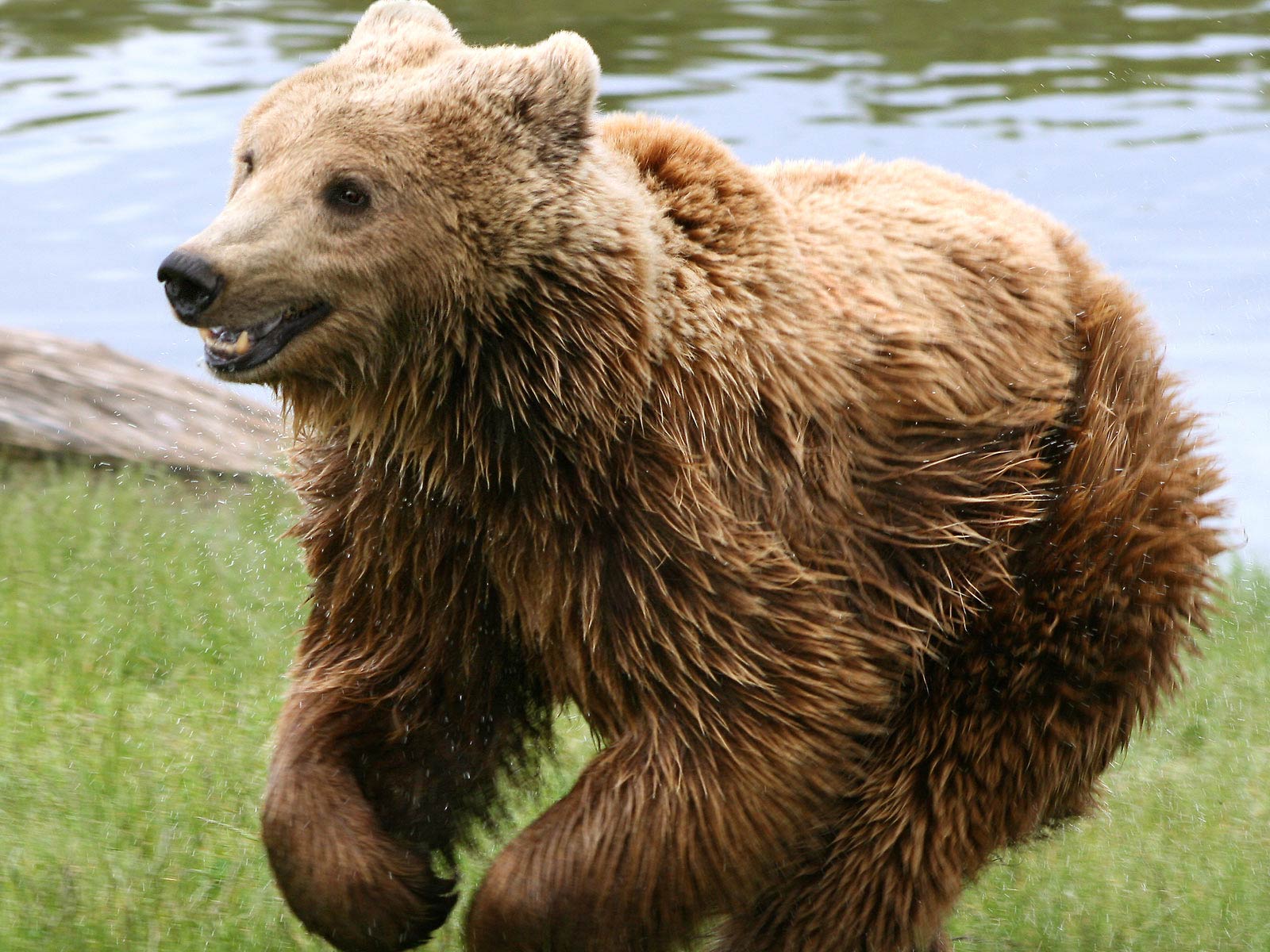 Desktop Wallpaper · Gallery · Animals · Brown bear. Free