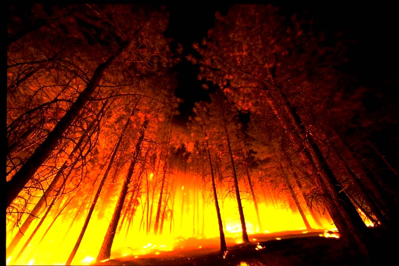 Free Forest Fire From Below Background. Twitter Background