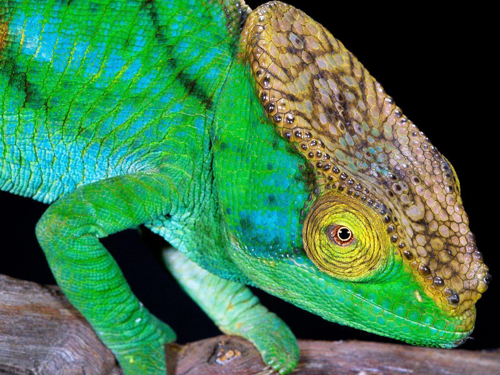 WALLPAPERS. Reptiles From Around The World