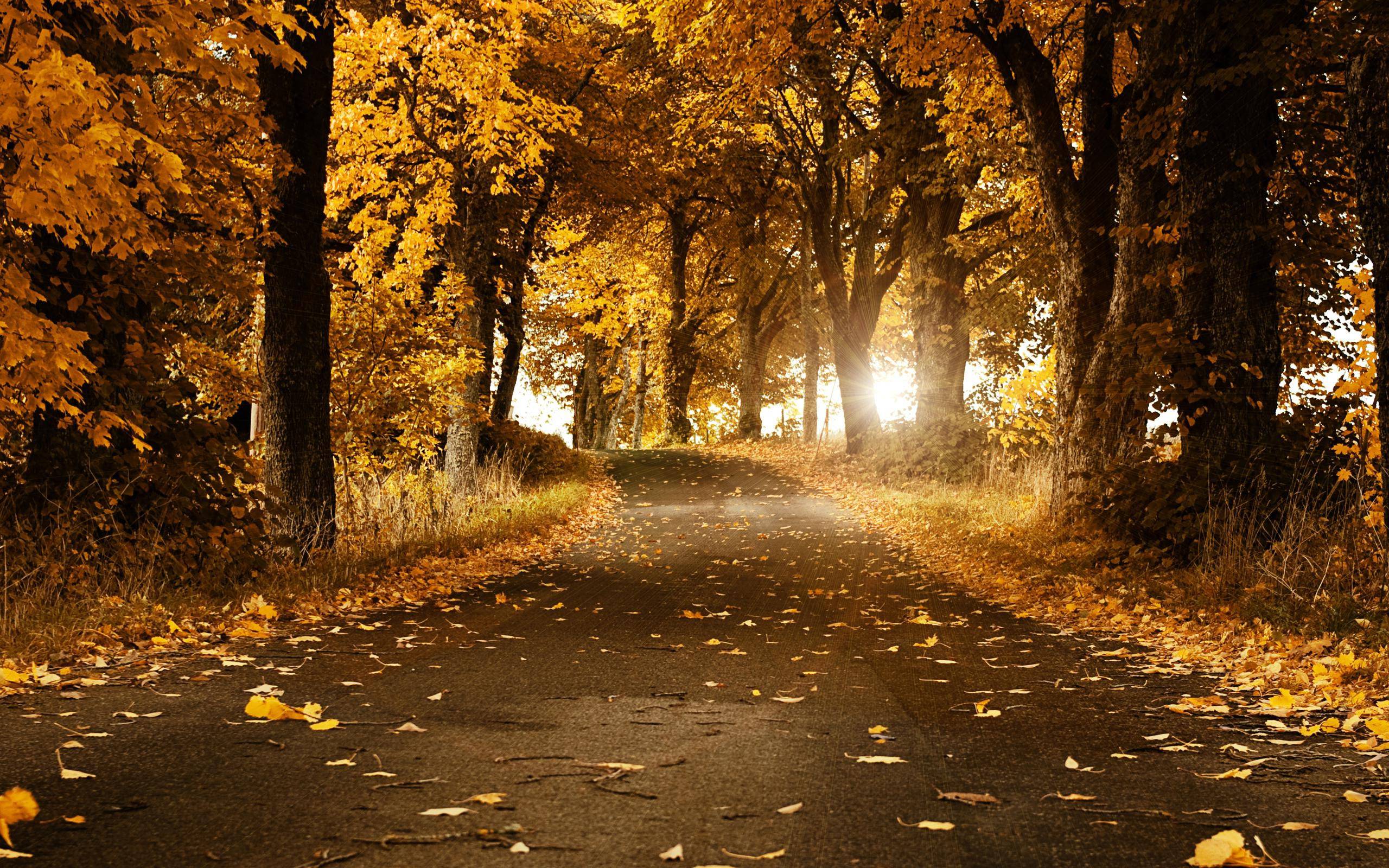Pin 640x960 Beautiful Autumn Leaves iPhone 4 Wallpaper