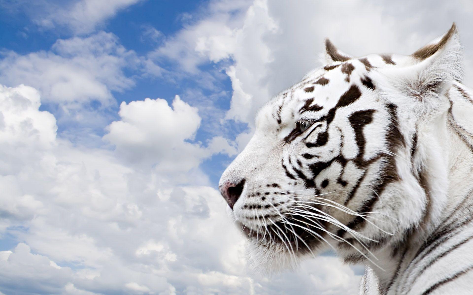Desktop white tiger background image wallpaper