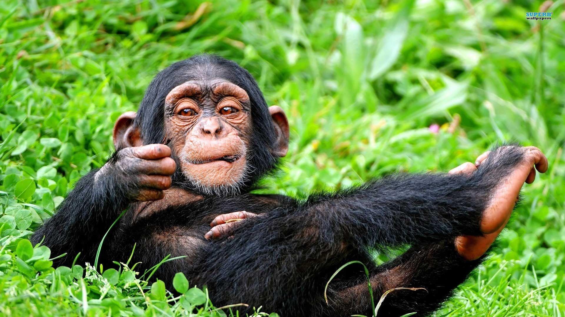 Chimpanzee 1920x1080 Wallpaper 1920x1080. Hot HD Wallpaper