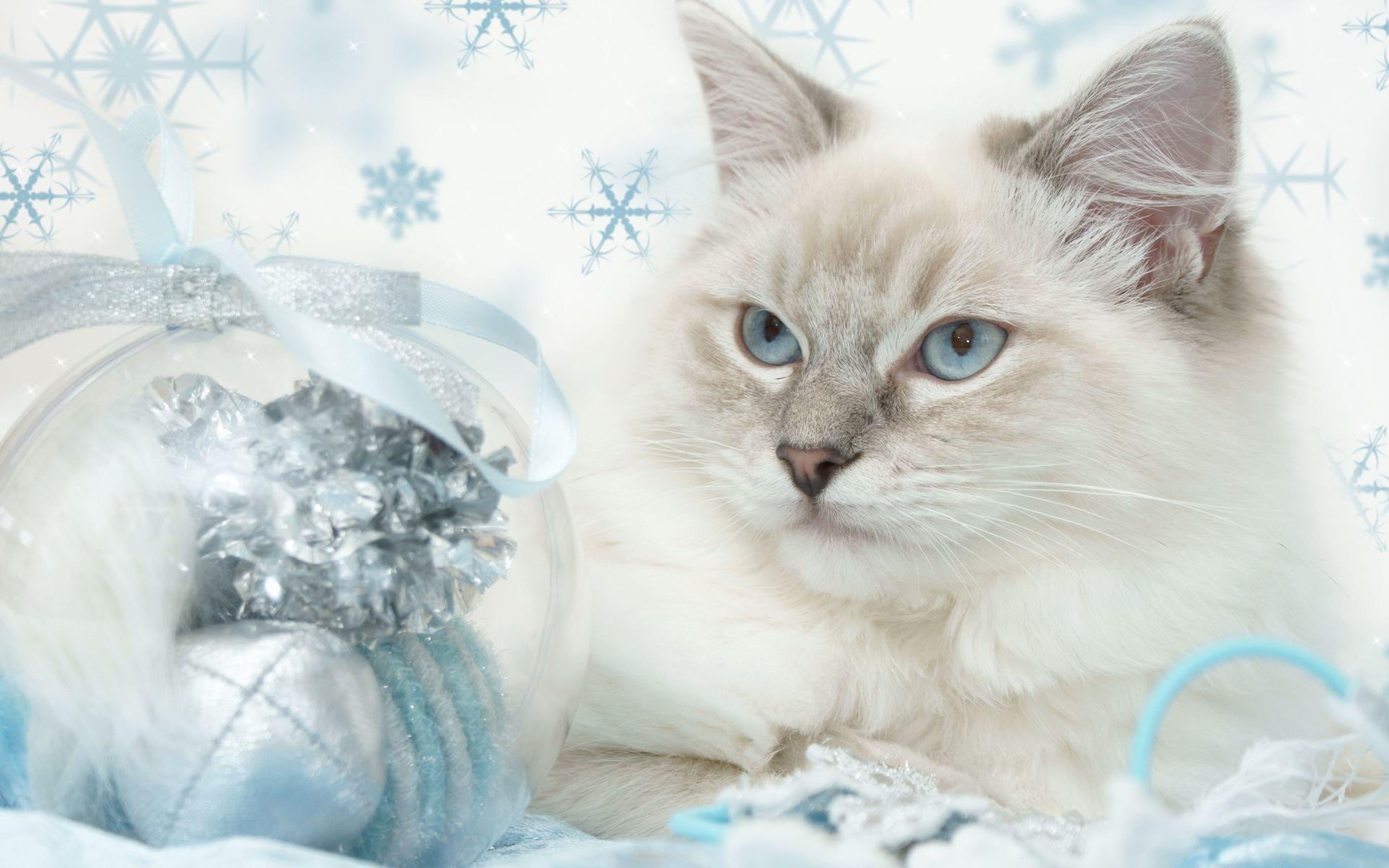 Wallpaper For > Cute Christmas Kitten Wallpaper