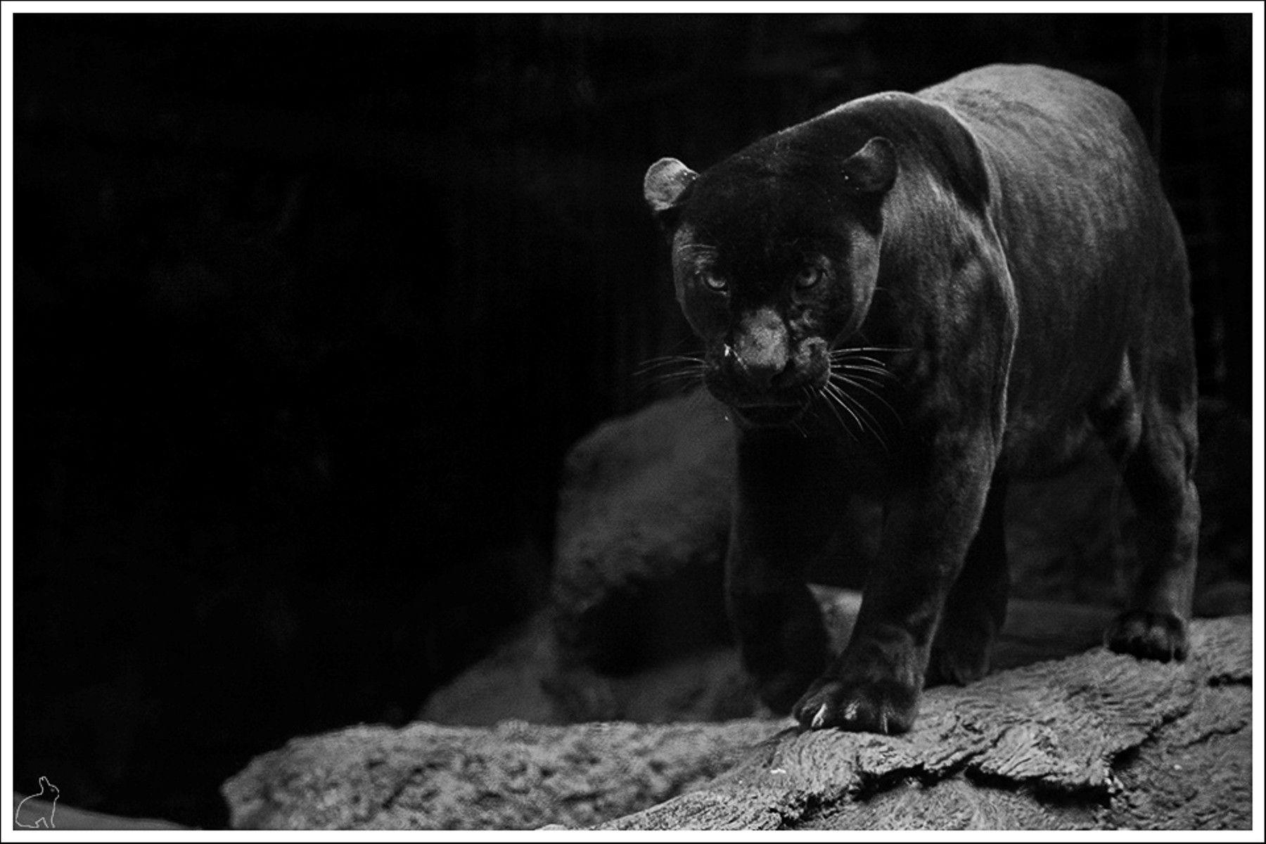 Black Jaguar Wallpaper Animal Picture Black Jaguar Wallpaper