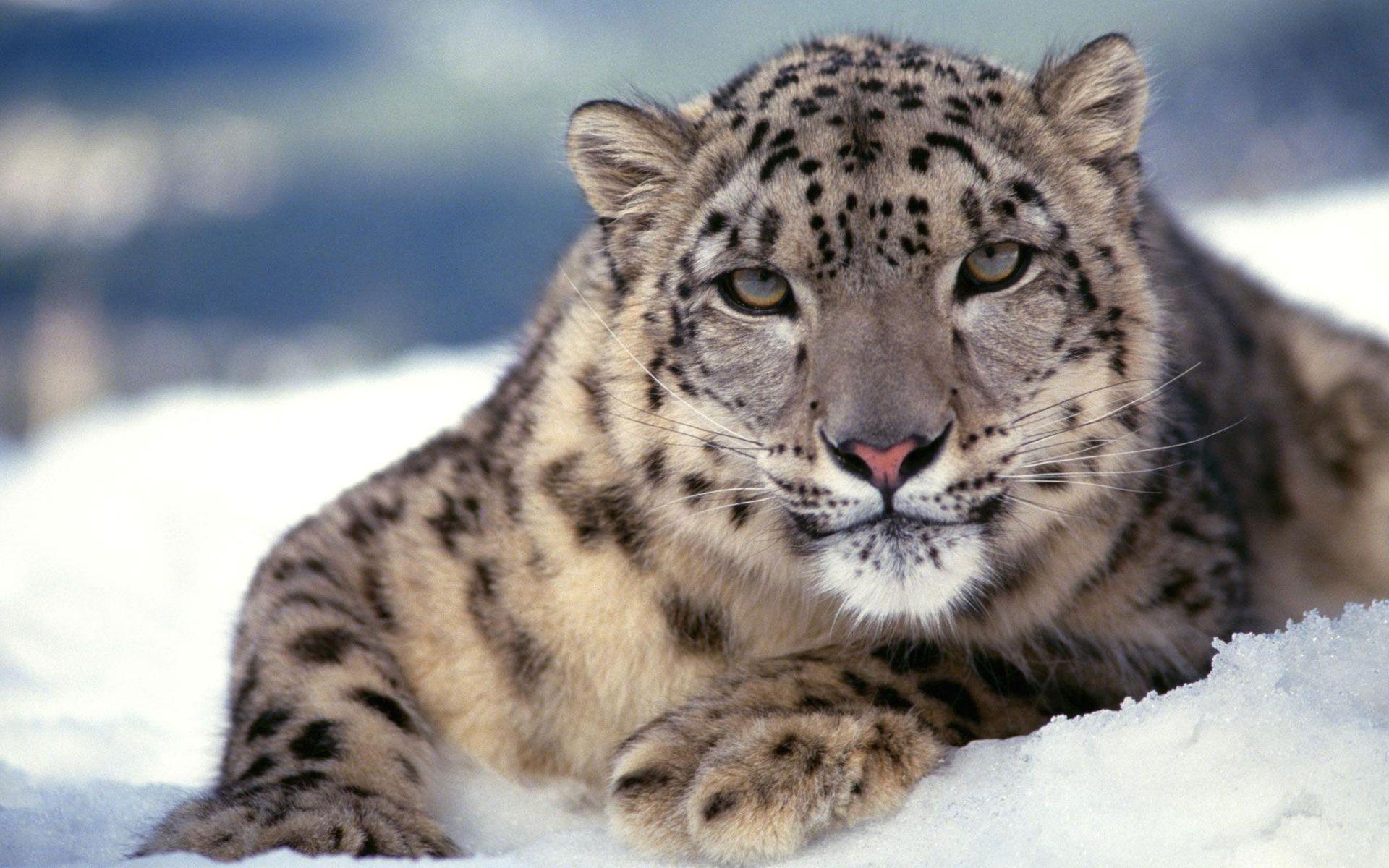 Scary Snow Leopard Wallpaper