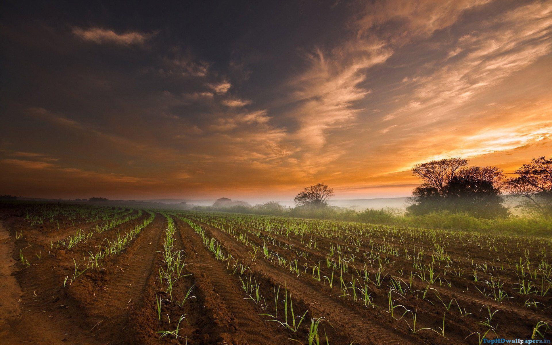 Farm Background HD