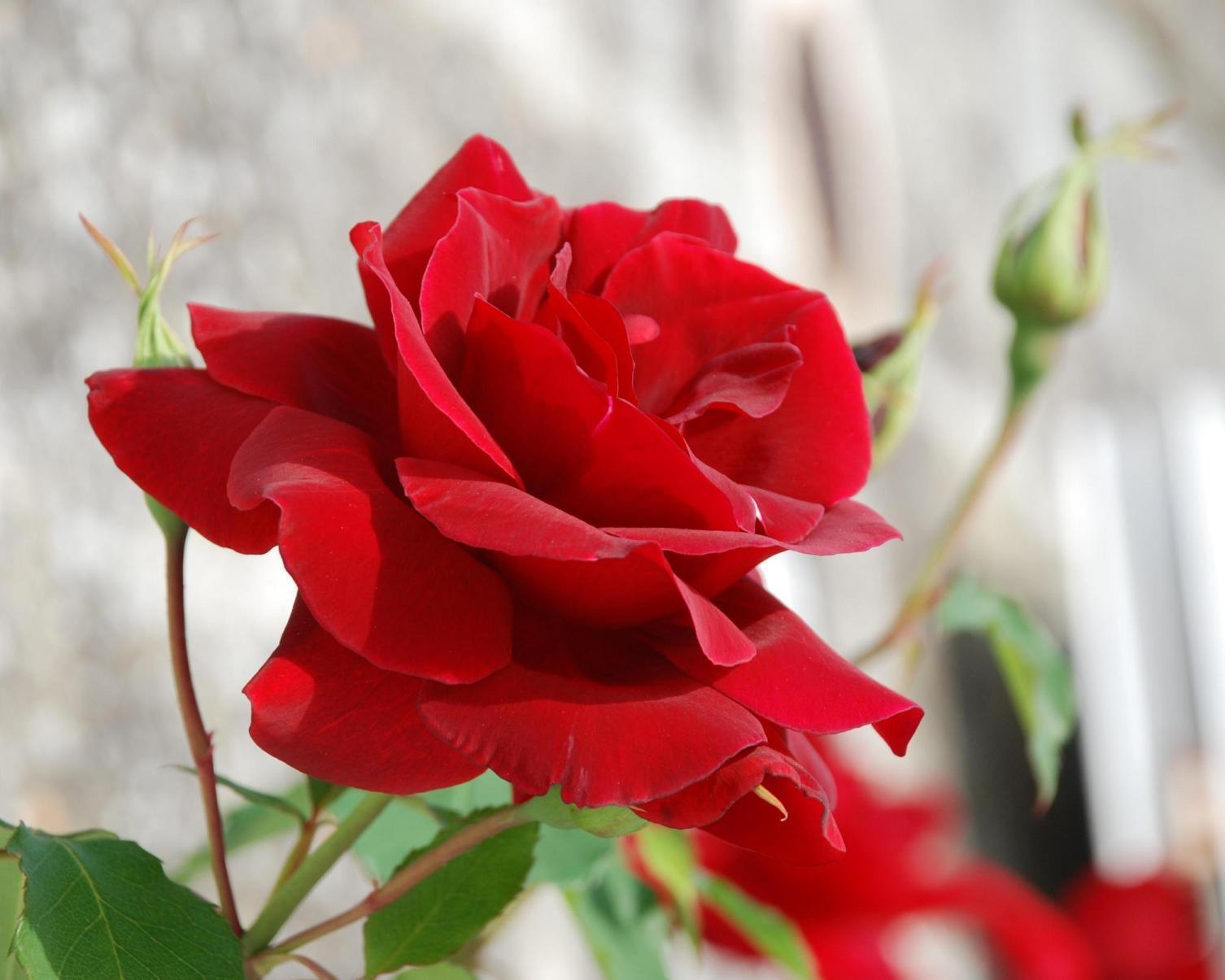 Flower Rose Love 11970 HD Wallpaper in Love n Romance
