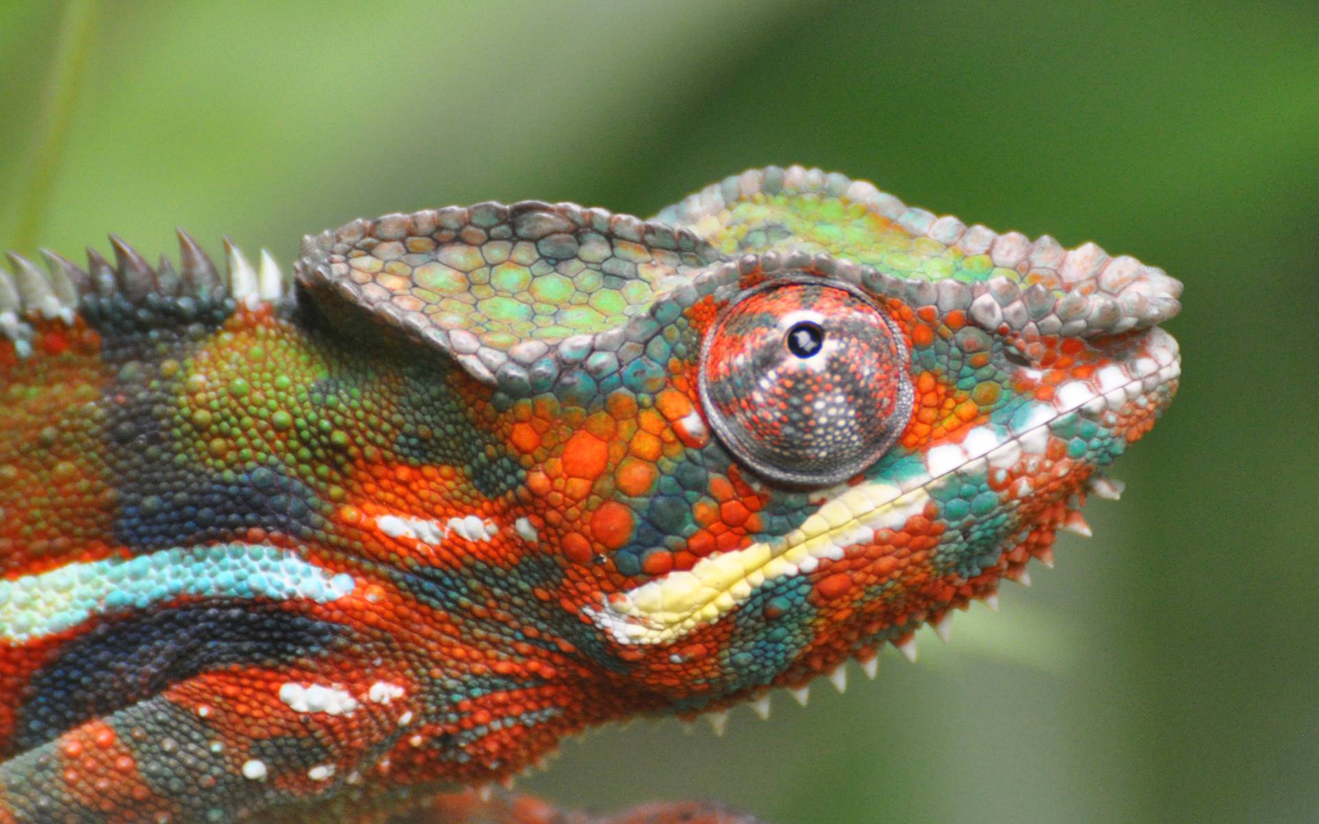 Download wallpaper lizard, chameleon, color, focus free desktop