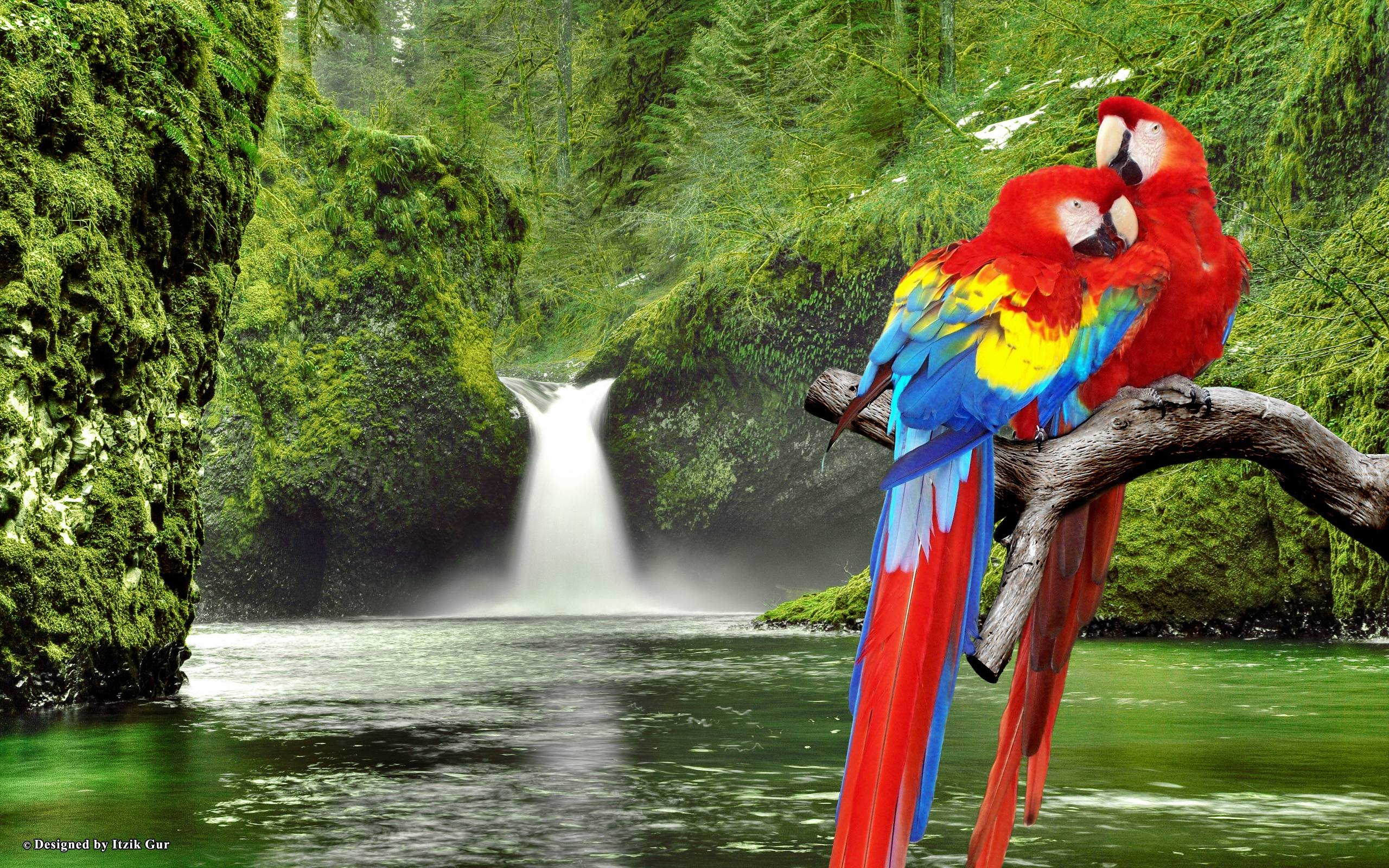 Macaw Parrots over Waterfall, Desktop and mobile wallpaper