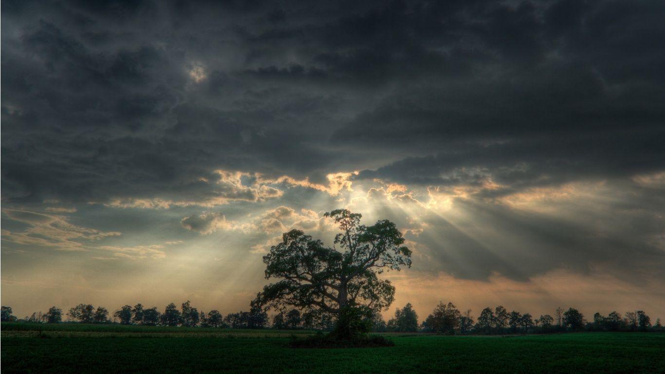 Dark Sky Tree With And Light Streams Beautiful Image, HQ
