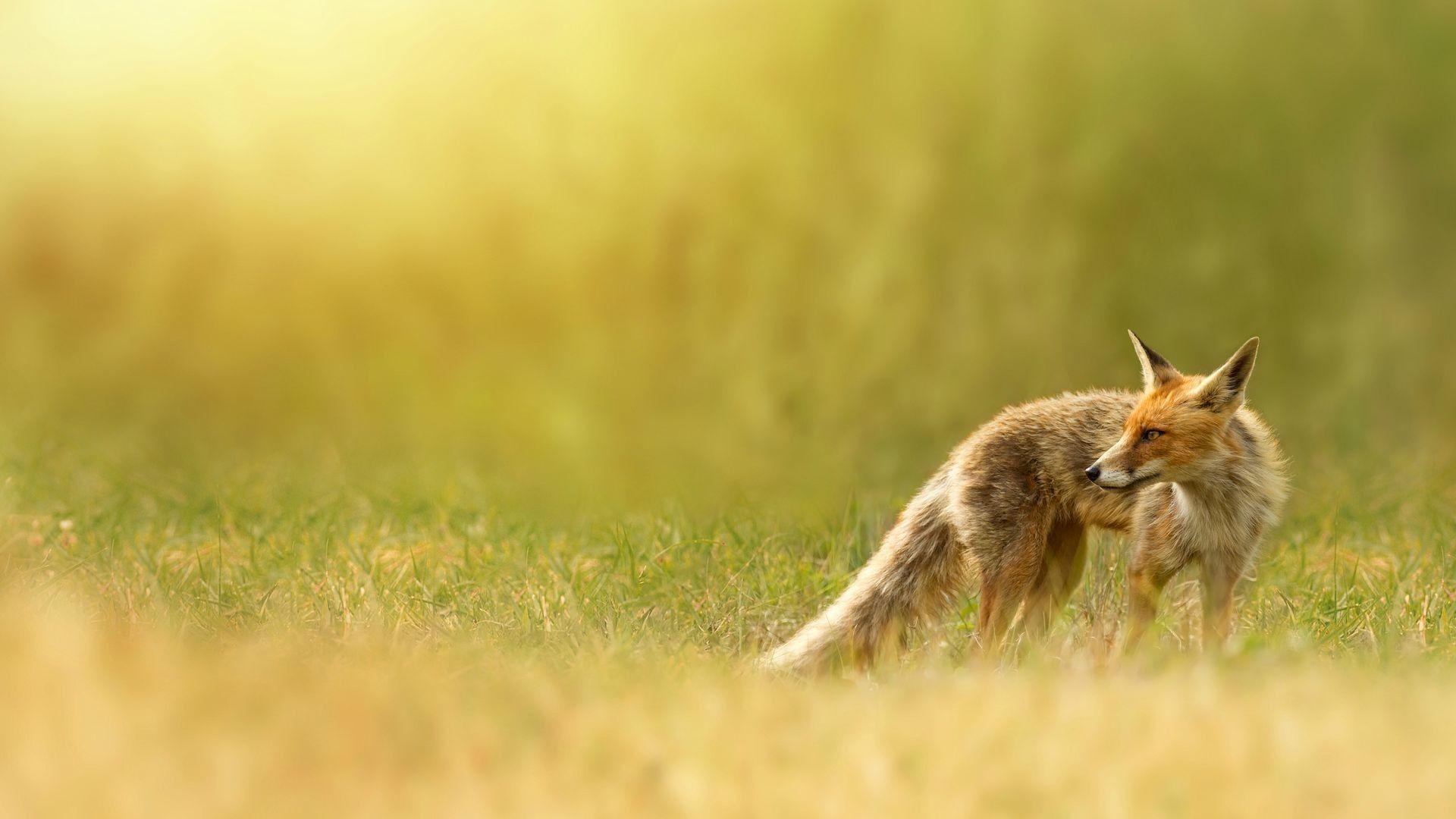 fox wallpaper, red fox, red, nature, grass. HD Desktop Wallpaper