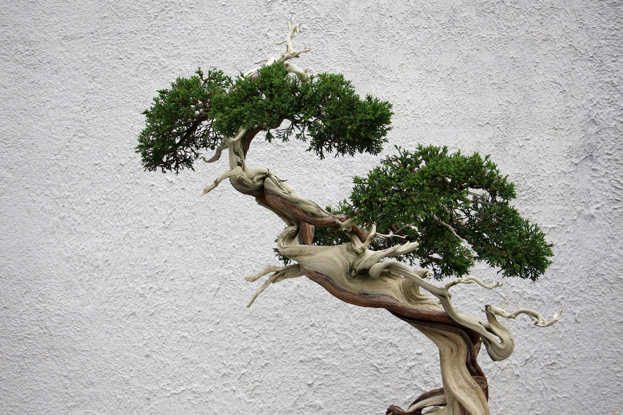 Bonsai Tree Wallpaper and Background