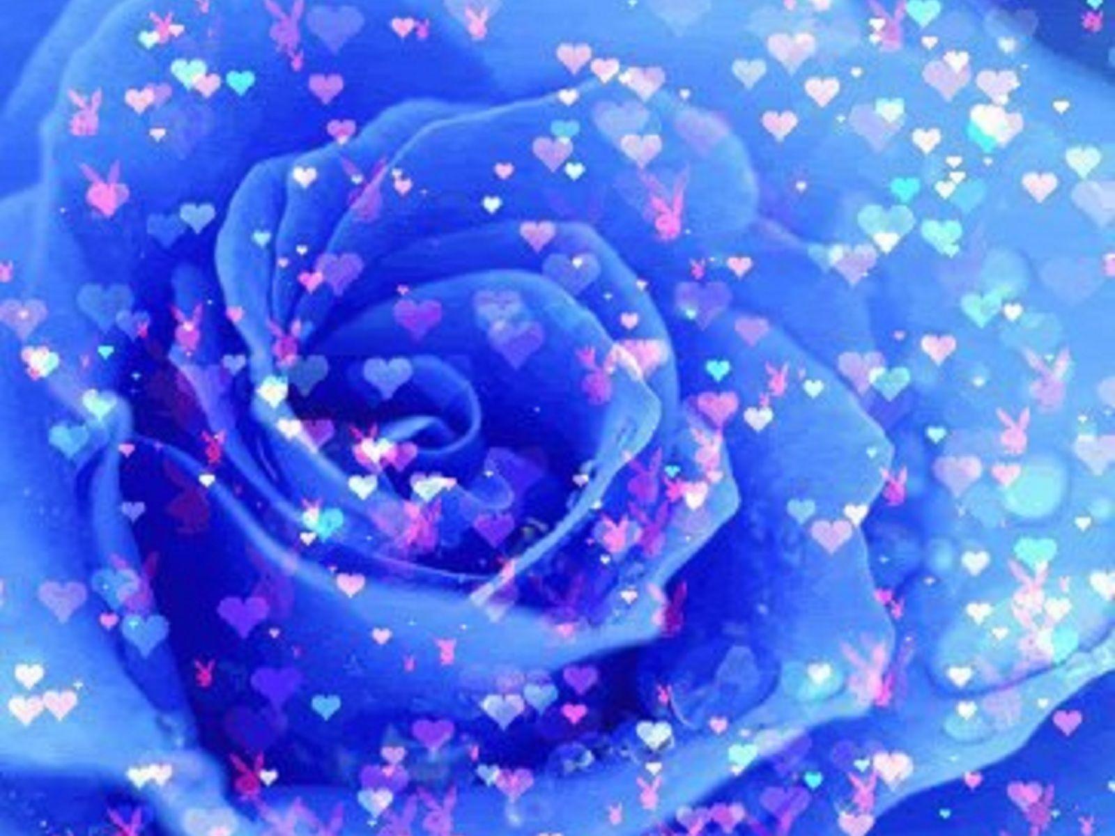 Wallpaper For > Blue Rose Flower Background