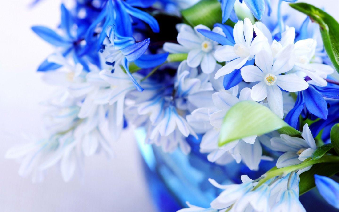 White & Blue Flowers
