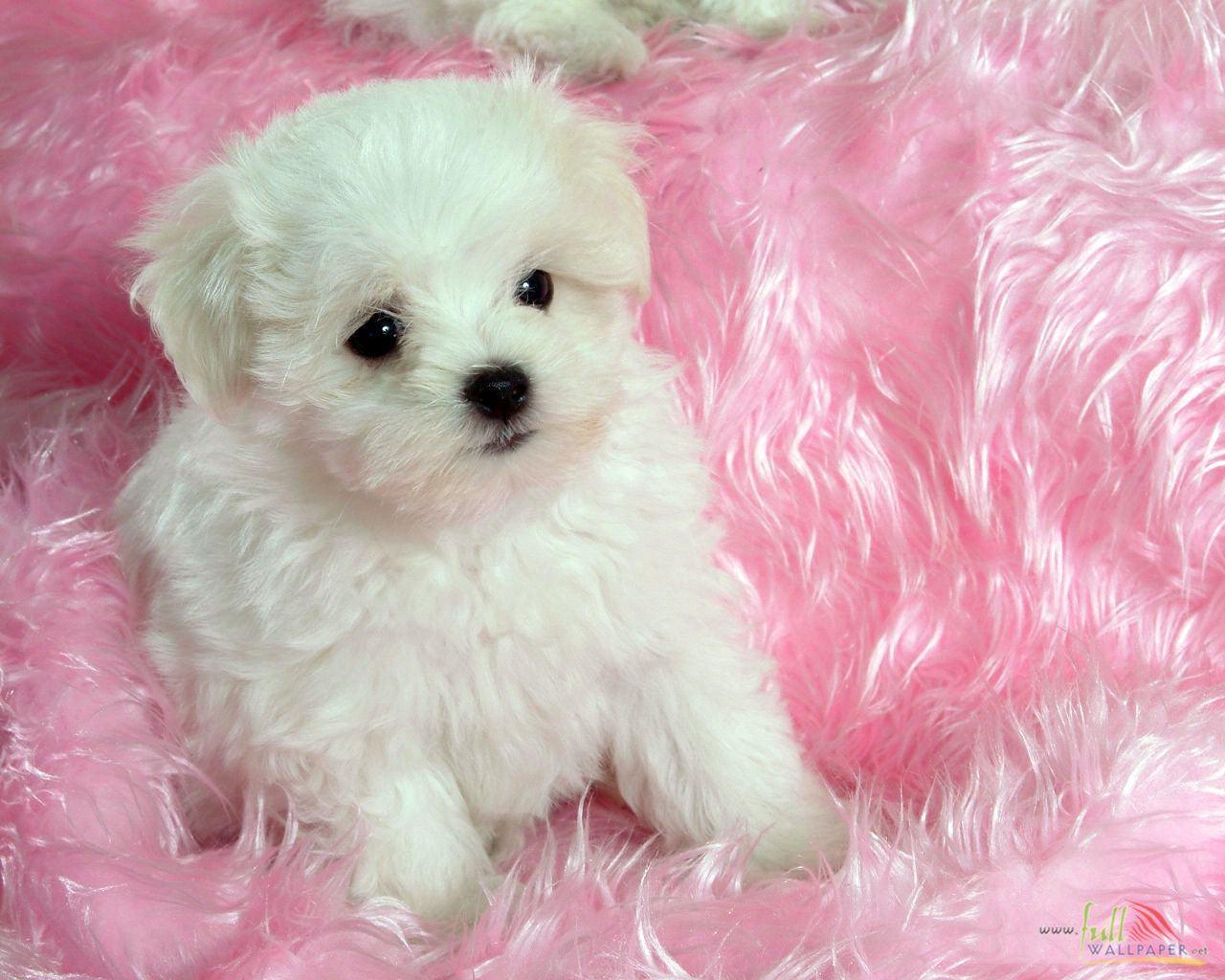 White Baby Dog #