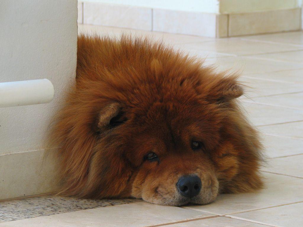 Dogs Wallpaper Blog Archive Big Chow Chow Lying Down