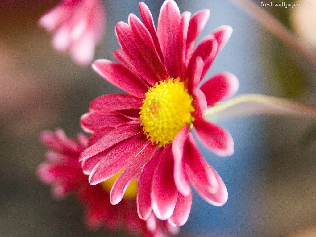 Beautiful Pink Daisy Flower Flower Desktop Wallpaper 1024x768