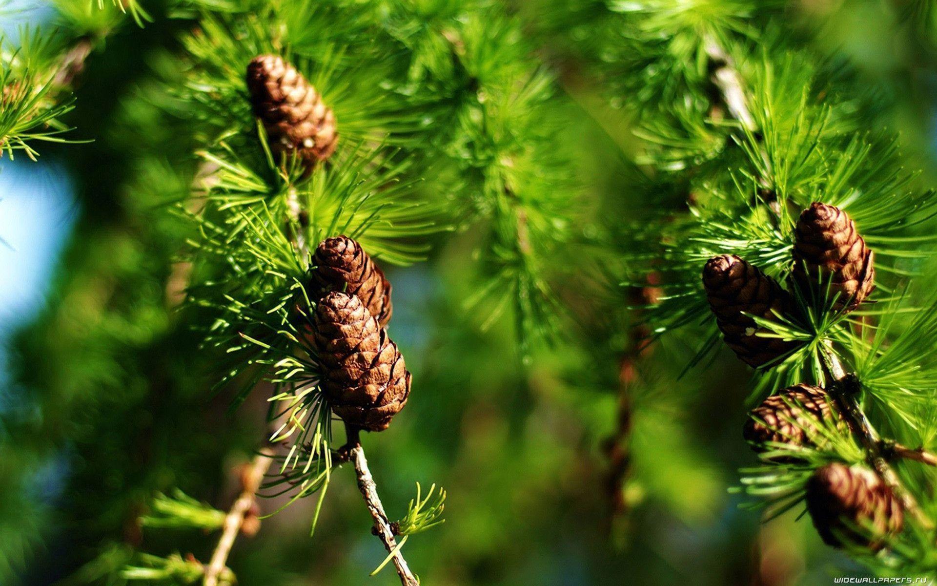 Pine Tree Wallpapers - Wallpaper Cave