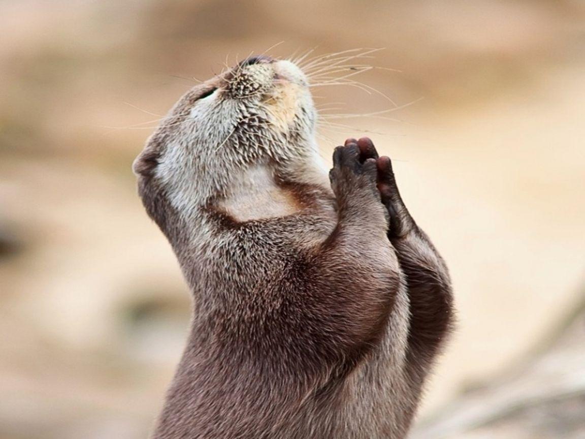 sea otter praying, Desktop and mobile wallpaper