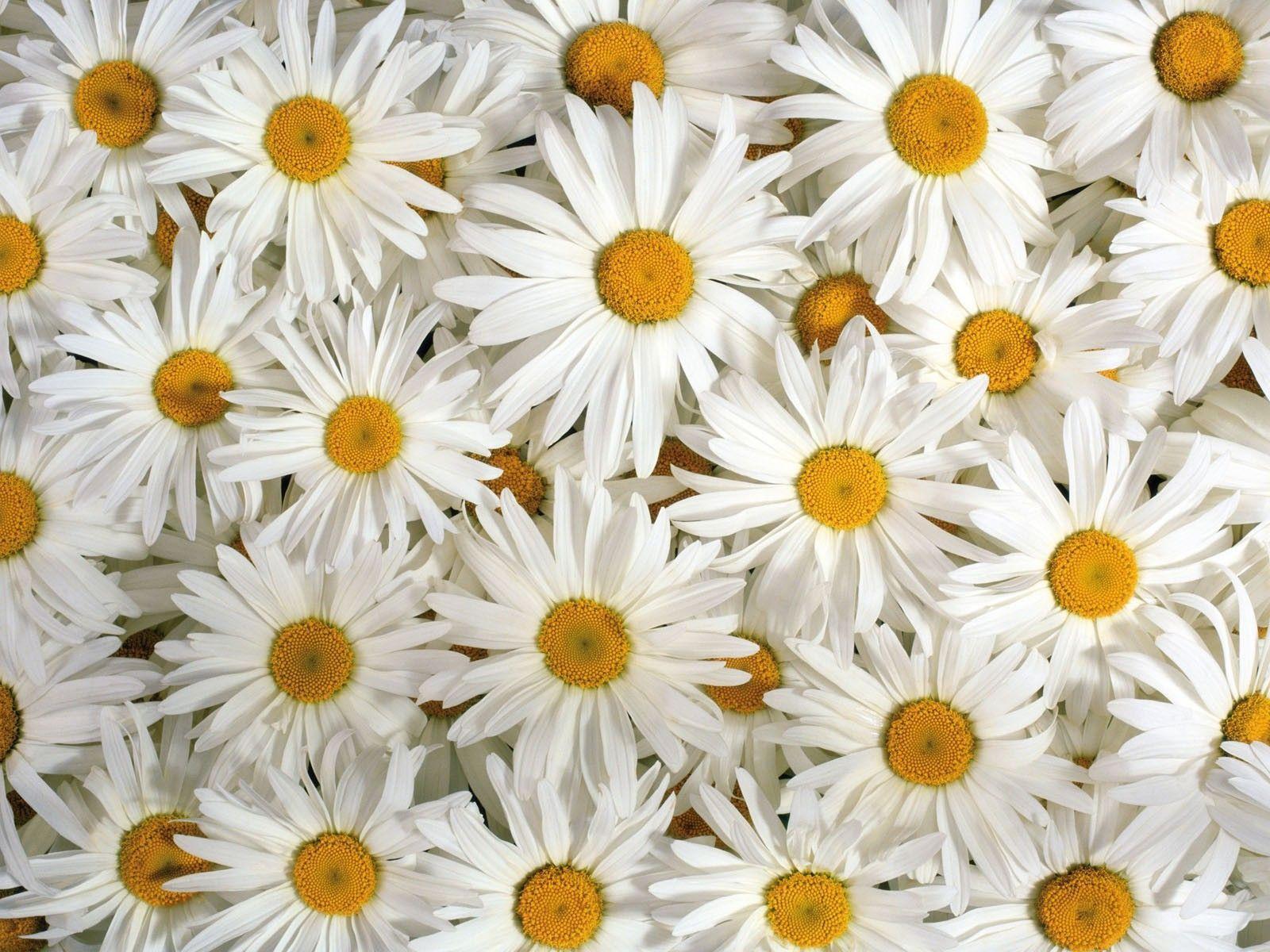 Daisy Flower Wallpaper 6