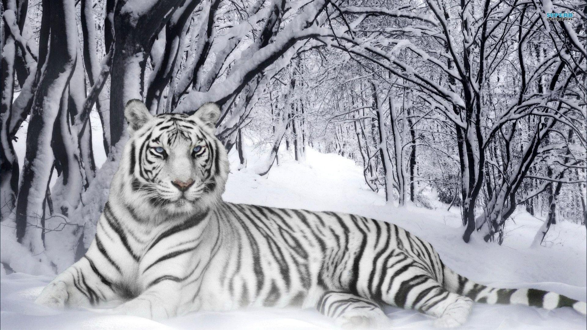 White Siberian Tiger Picture HD Image 3 HD Wallpaper