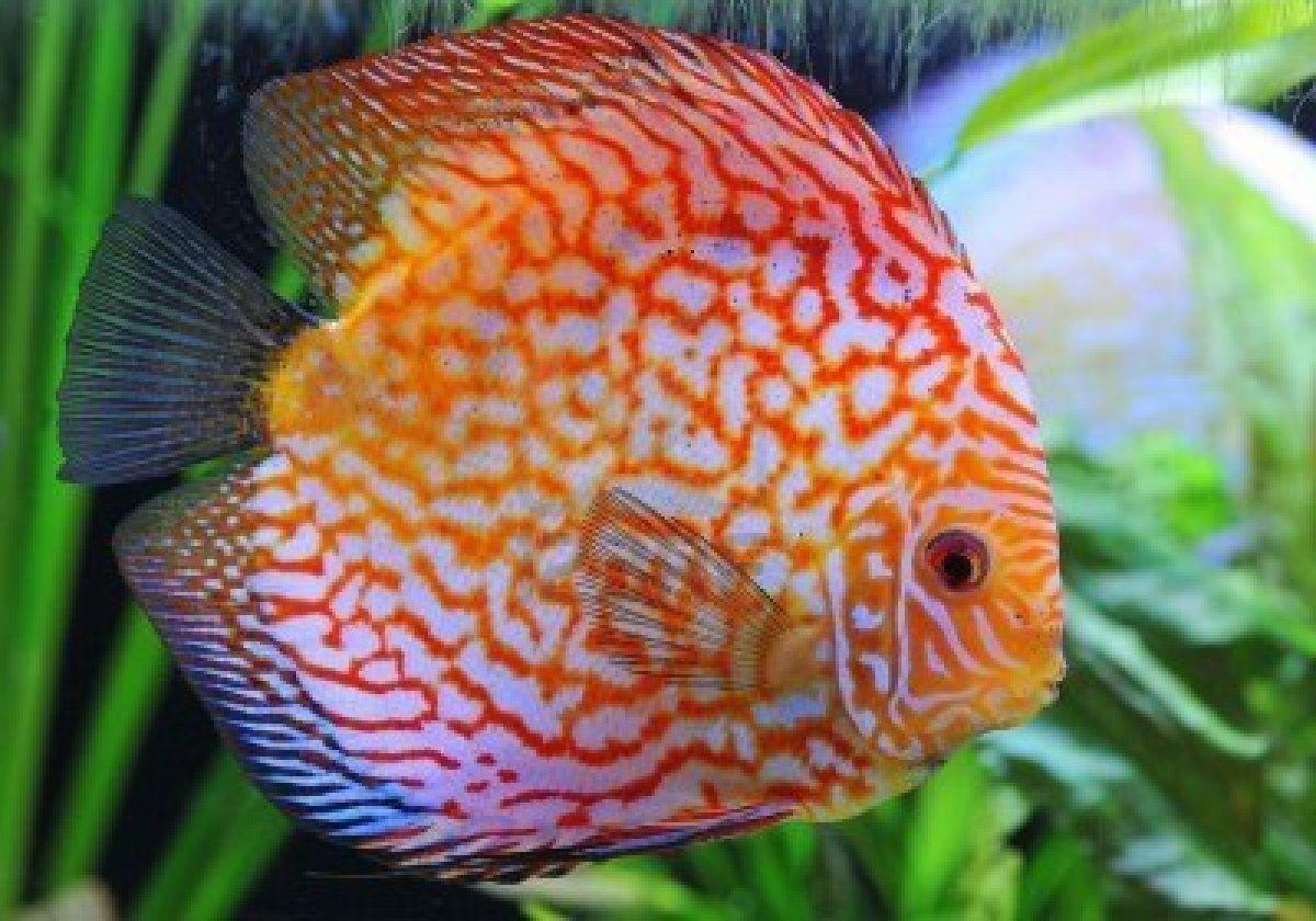 Discus fish photo and wallpaper. Cute Discus fish picture