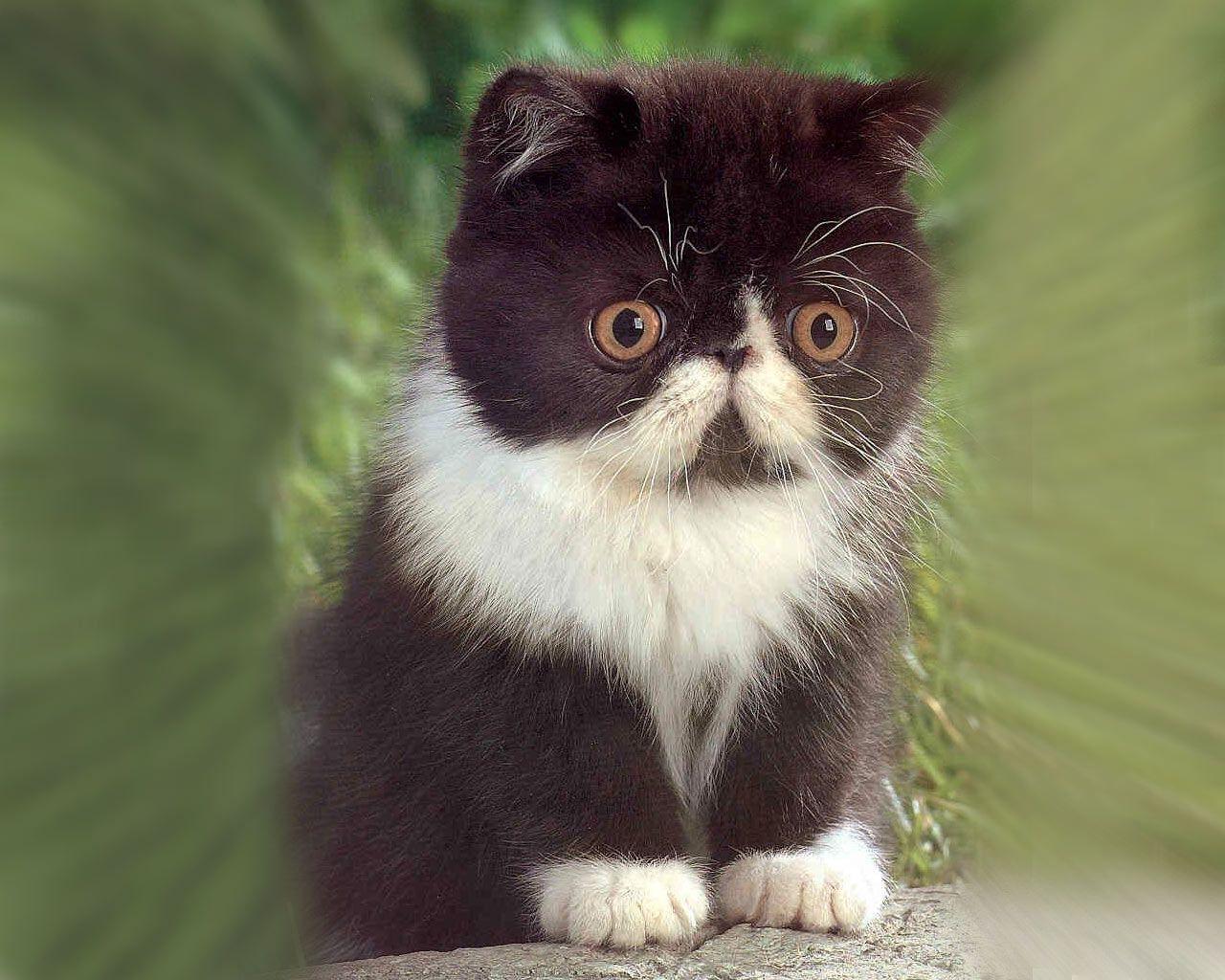 Desktop Wallpaper · Gallery · Animals · Cute kitten. Free