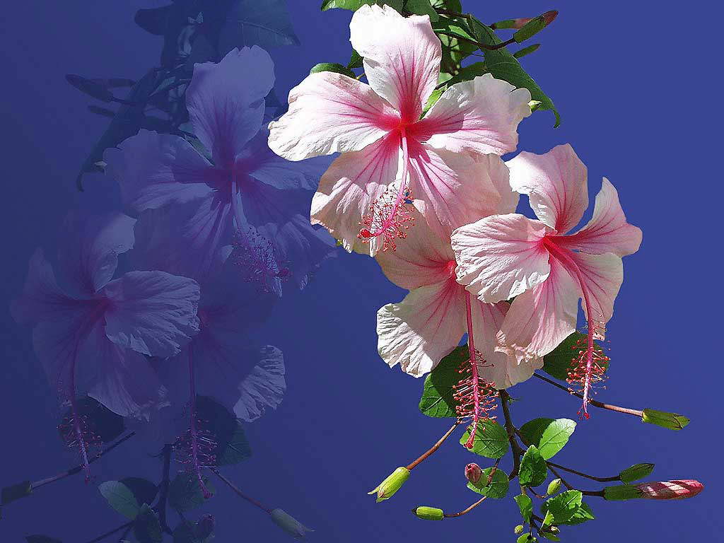 Pix For > Hawaiian Flowers Wallpaper