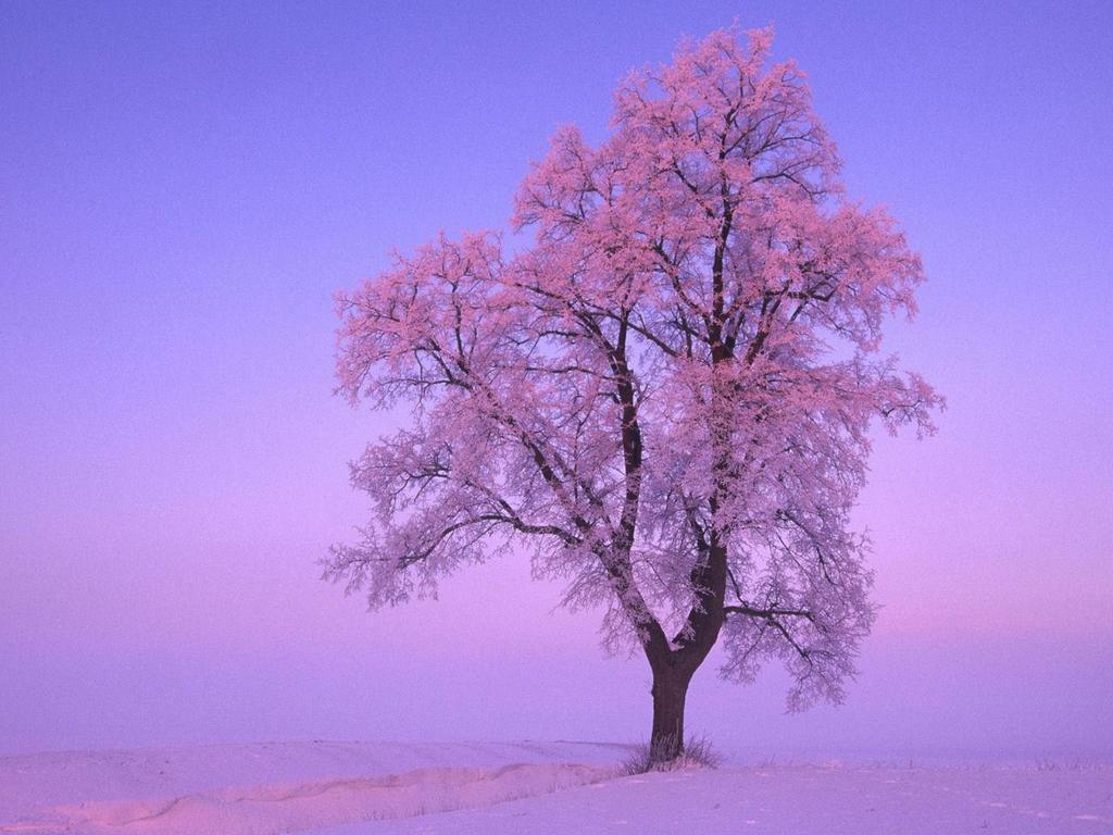 Pink Winter Tree Qwdj Wallpaper 1024x768 px Free Download