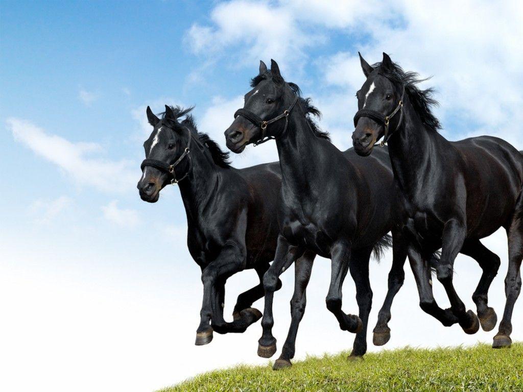 black horses dallop