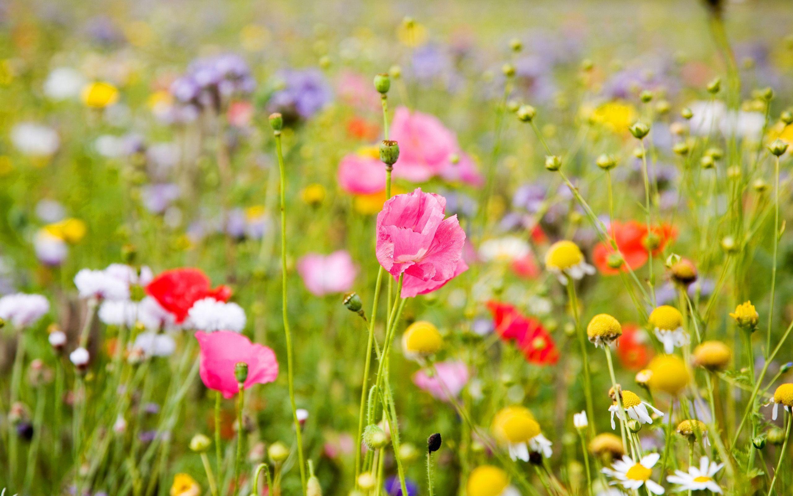 Flowers For > Field Of Flowers HD Wallpaper