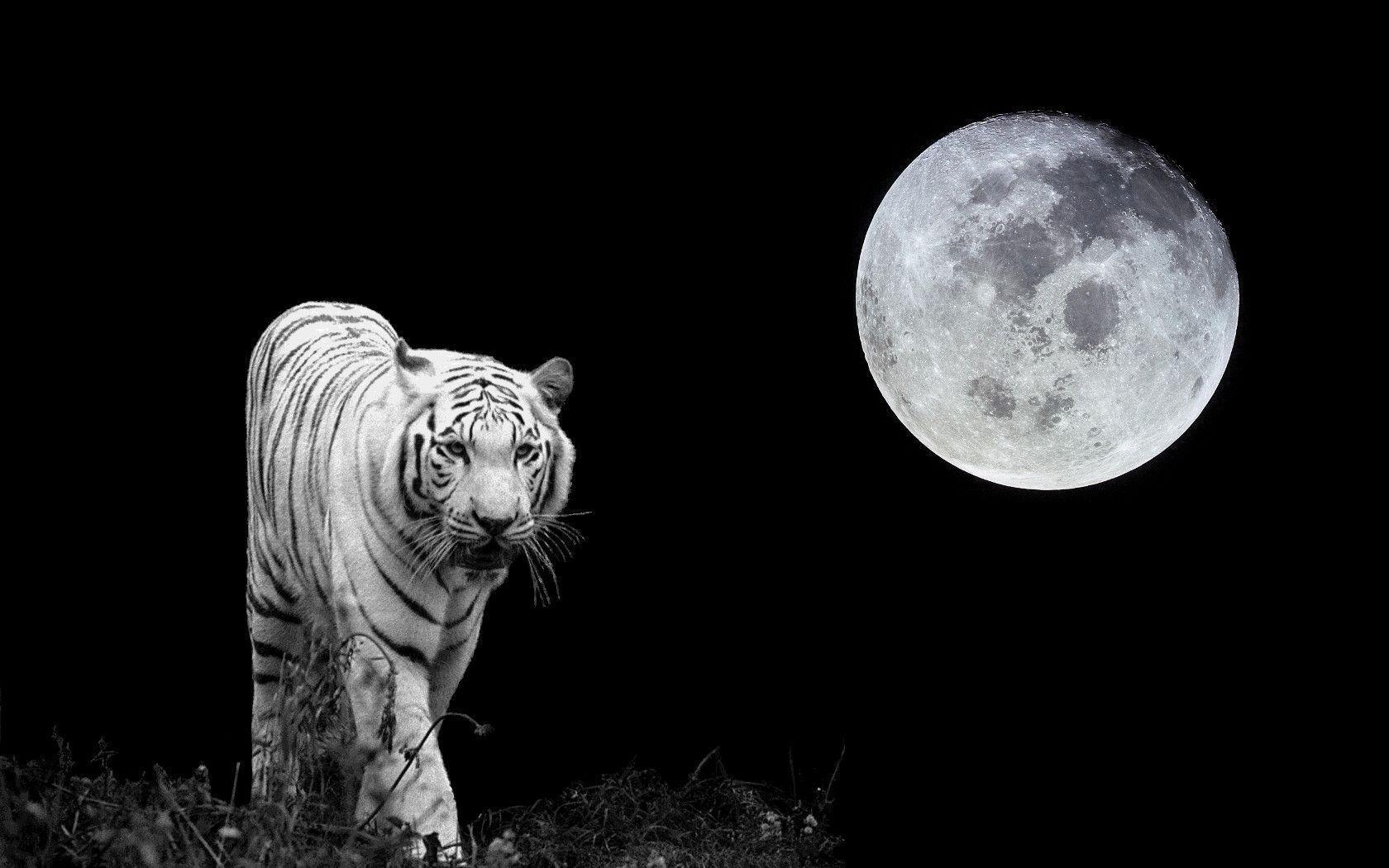 White Tiger After Moon (3601). Nature Wallpaper Osteotx.com