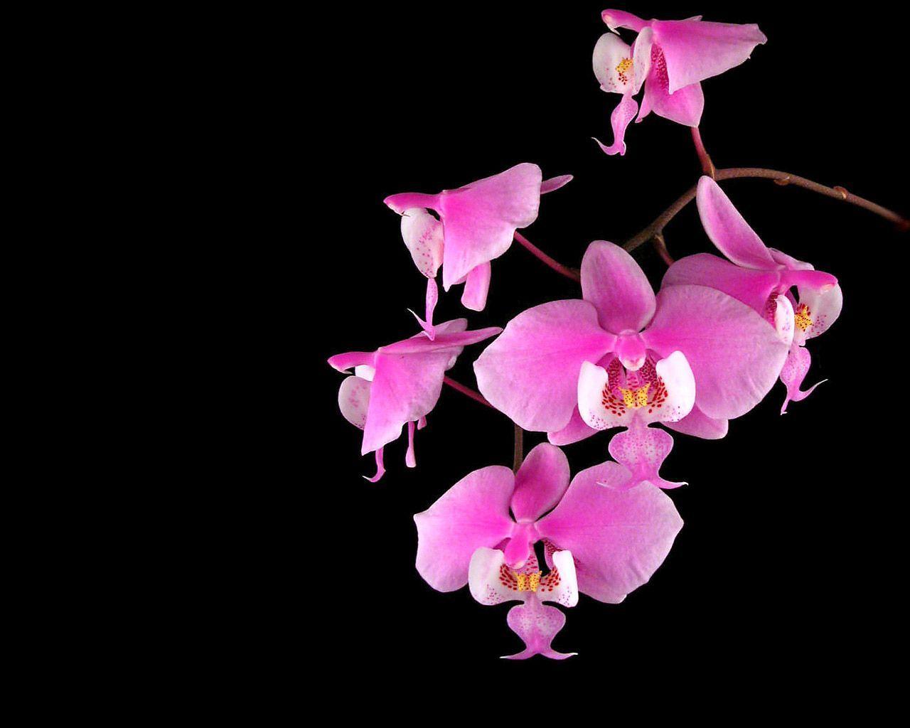 Pink Orchid Flower Wallpaper Widescreen Wallpaper